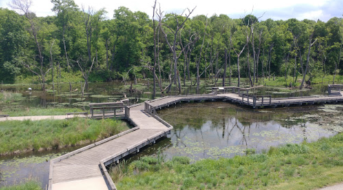 A wooden boardwalk winds through a lush green wetland with trees and water, under a partly cloudy sky.