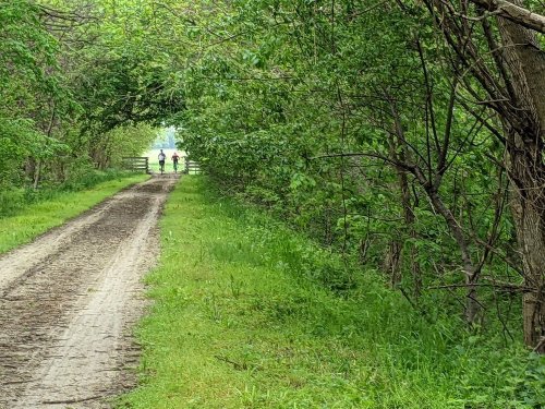 Three people walking along a dirt path surrounded by lush greenery and trees.