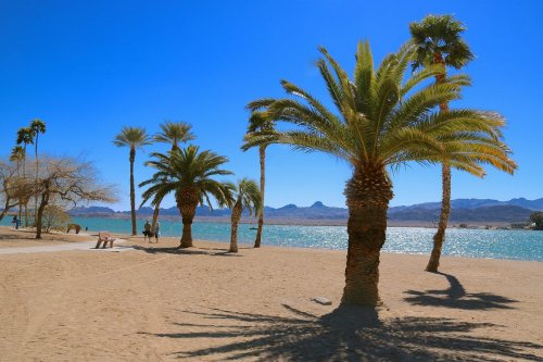 A sunny beach scene with palm trees, sandy shore, and a shimmering blue lake under a clear blue sky.