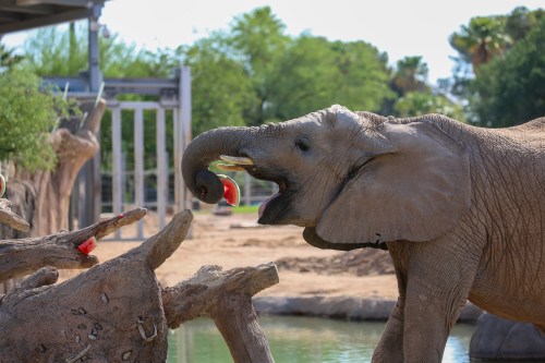 An elephant reaching for a piece of watermelon with its trunk near a water source in a natural habitat setting.
