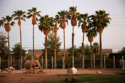 An elephant stands in a sandy enclosure surrounded by tall palm trees at sunset.