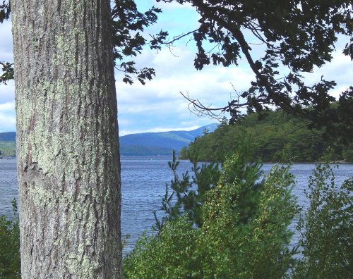 A serene lake view framed by a tree trunk and lush greenery, with mountains in the background under a cloudy sky.