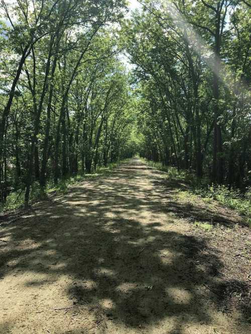 A sunlit dirt path lined with lush green trees, creating a serene and inviting atmosphere.