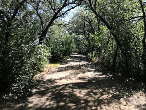 A sunlit dirt path surrounded by lush greenery and trees, creating a serene, shaded walkway.