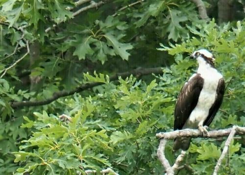 An osprey perched on a branch surrounded by green leaves, looking alert in its natural habitat.