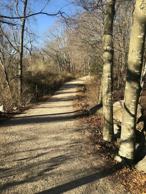 A winding gravel path through a wooded area, lined with bare trees and scattered rocks under a clear blue sky.