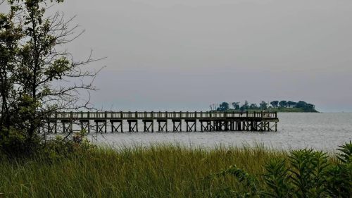A wooden pier extends into a calm body of water, surrounded by tall grass and distant trees on an island.
