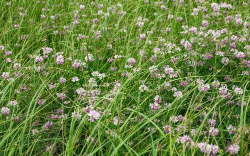 A lush field of green grass dotted with clusters of small pink and white flowers.