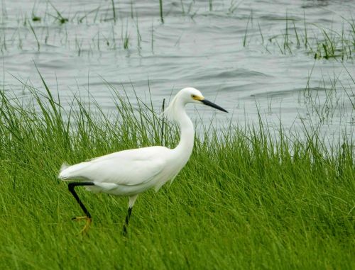 A white heron stands in green grass near a body of water, with a calm, reflective surface in the background.