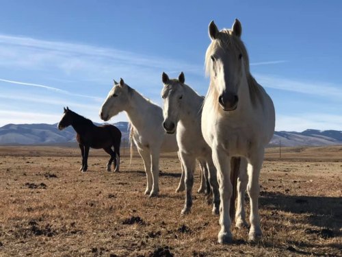 Four horses stand in a grassy field with mountains in the background under a clear blue sky.