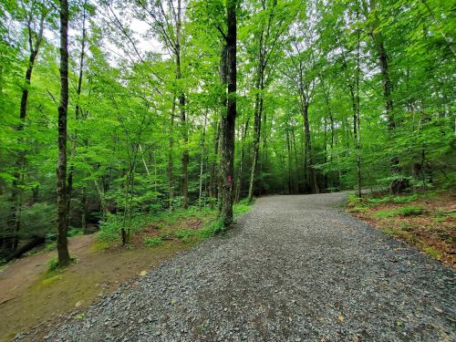 A winding gravel path through a lush green forest with trees and foliage on either side.