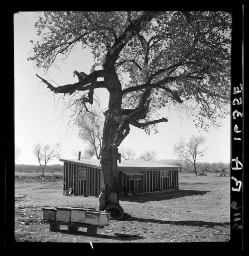 A weathered cabin beside a large, gnarled tree in a barren landscape, with a wooden cart in the foreground.
