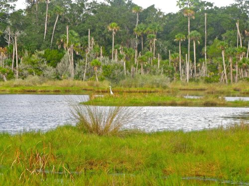 A serene wetland scene with tall grasses, a calm pond, and a solitary bird standing in the distance among trees.
