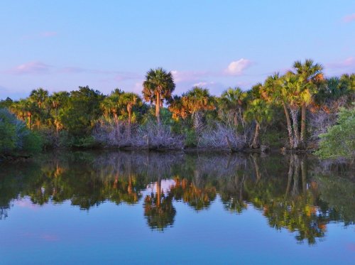 A serene landscape featuring palm trees and reflections in calm water under a pastel sky.