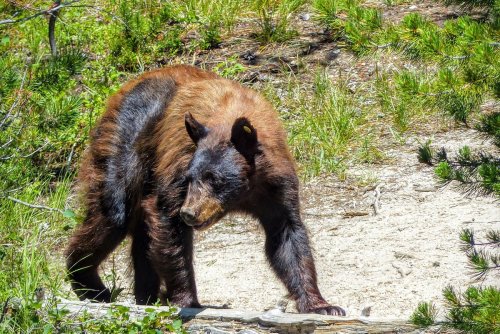 A brown bear walking on a sandy path surrounded by green grass and trees.