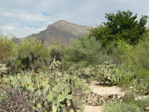 A desert landscape featuring cacti, shrubs, and a distant mountain under a cloudy sky.