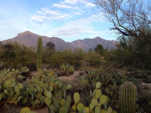 Desert landscape featuring cacti, shrubs, and mountains under a blue sky with scattered clouds.