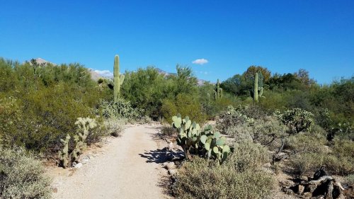 A dirt path winds through a desert landscape with cacti and shrubs under a clear blue sky.