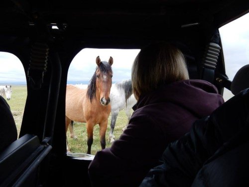 A person inside a vehicle looks out at a horse standing nearby in an open field.