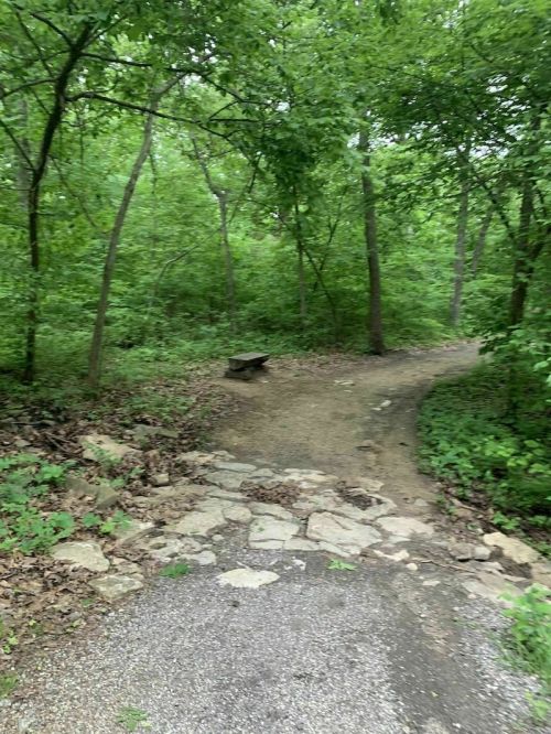 A winding trail through a lush green forest, with a stone bench beside the path.