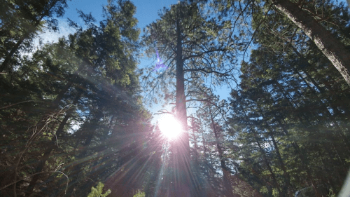 Sunlight filters through tall trees in a forest, creating a serene and vibrant atmosphere.