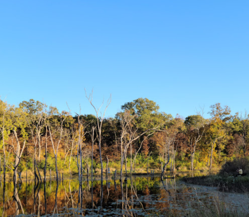 A serene landscape featuring a calm pond reflecting trees and a clear blue sky, surrounded by autumn foliage.