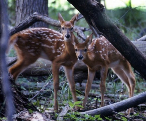 Two spotted fawns stand among fallen branches and greenery in a forest setting.