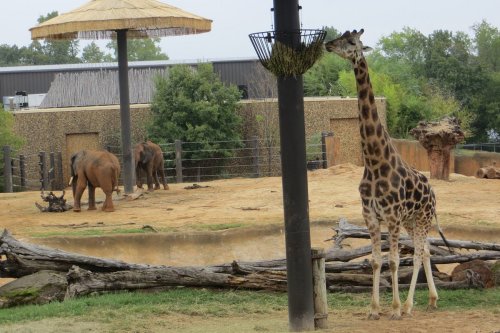 A giraffe eating from a hanging feeder, with elephants in the background at a zoo.