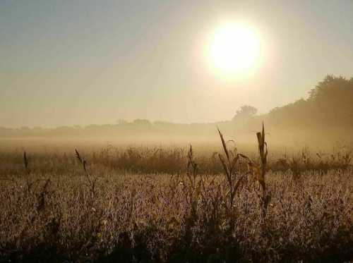 A misty field at sunrise, with tall grasses and corn stalks silhouetted against a bright sun.