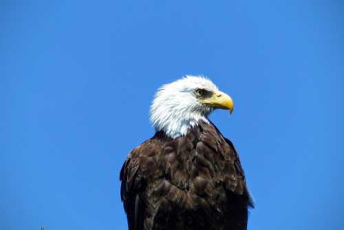 A close-up of a bald eagle perched against a clear blue sky, showcasing its distinctive white head and yellow beak.