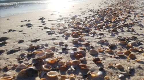 A sandy beach scattered with various seashells, glistening in the sunlight near the water's edge.