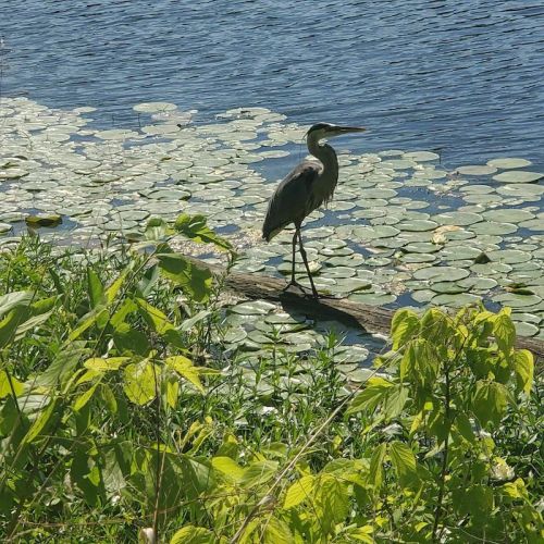 A heron stands on a log by a pond, surrounded by lily pads and lush green foliage.