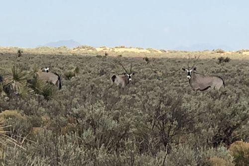 Three oryx standing in a sparse desert landscape with shrubs and distant mountains in the background.