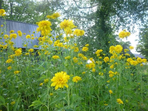 A field of bright yellow flowers blooms beside a rustic building, surrounded by lush greenery and trees.