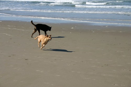 Two dogs play on a sandy beach, one running joyfully while the other walks in the background near the water.