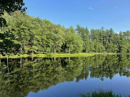 A serene lake surrounded by lush green trees, reflecting the clear blue sky and foliage.