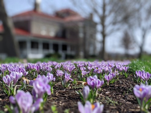 A field of purple crocuses in bloom, with a blurred historic building in the background.