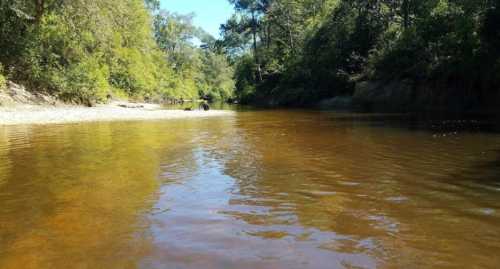 A serene river scene surrounded by lush greenery under a clear blue sky. The water reflects the trees and sunlight.