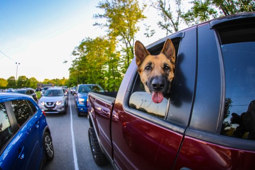 A dog with its head out of a truck window, surrounded by parked cars and trees in the background.