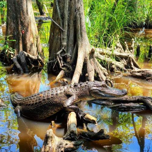 A large crocodile rests on a log in a lush, green swamp surrounded by trees and still water.