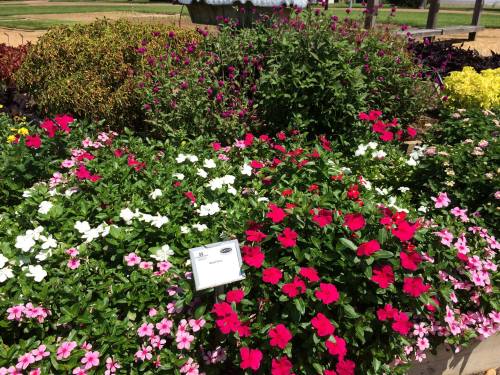 A vibrant garden bed filled with pink, red, and white flowers, with a plant label visible among the blooms.