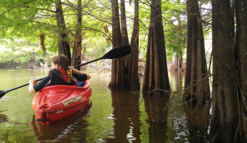 A person paddles a red kayak through calm waters surrounded by lush green trees and cypress knees.