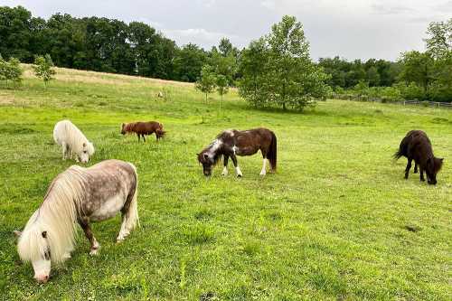 A group of five ponies grazing in a green field with trees in the background.