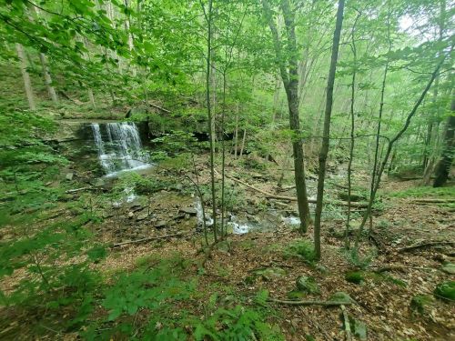 A serene forest scene featuring a small waterfall surrounded by lush green trees and rocky terrain.