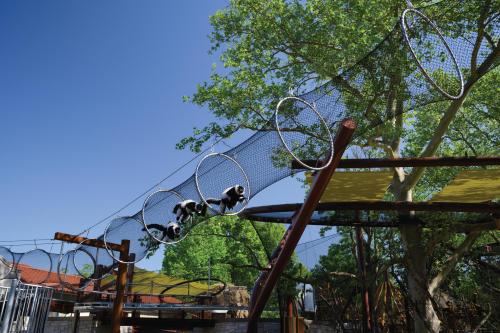 Two monkeys play on a climbing structure with circular hoops against a clear blue sky and green trees.