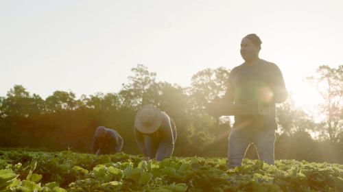 Farmers working in a sunlit field, harvesting crops with trees in the background.