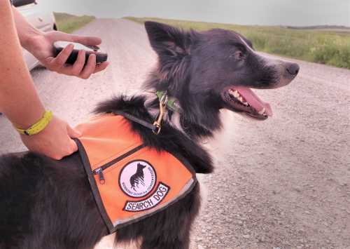 A search dog in an orange vest stands on a dirt road, with a person holding a device nearby.