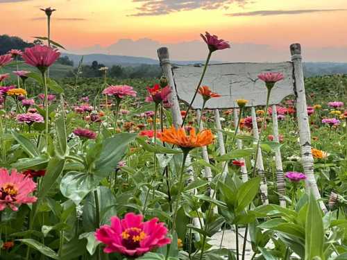 A vibrant field of colorful flowers with a rustic chair against a sunset backdrop.