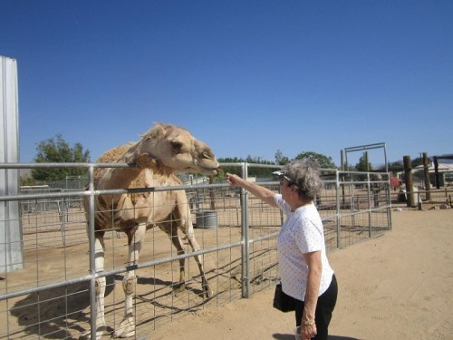 An elderly woman reaches out to pet a camel in a fenced area under a clear blue sky.
