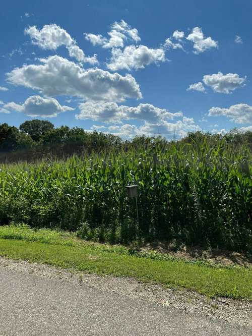 Lush green cornfield under a bright blue sky with fluffy clouds, alongside a gravel road.